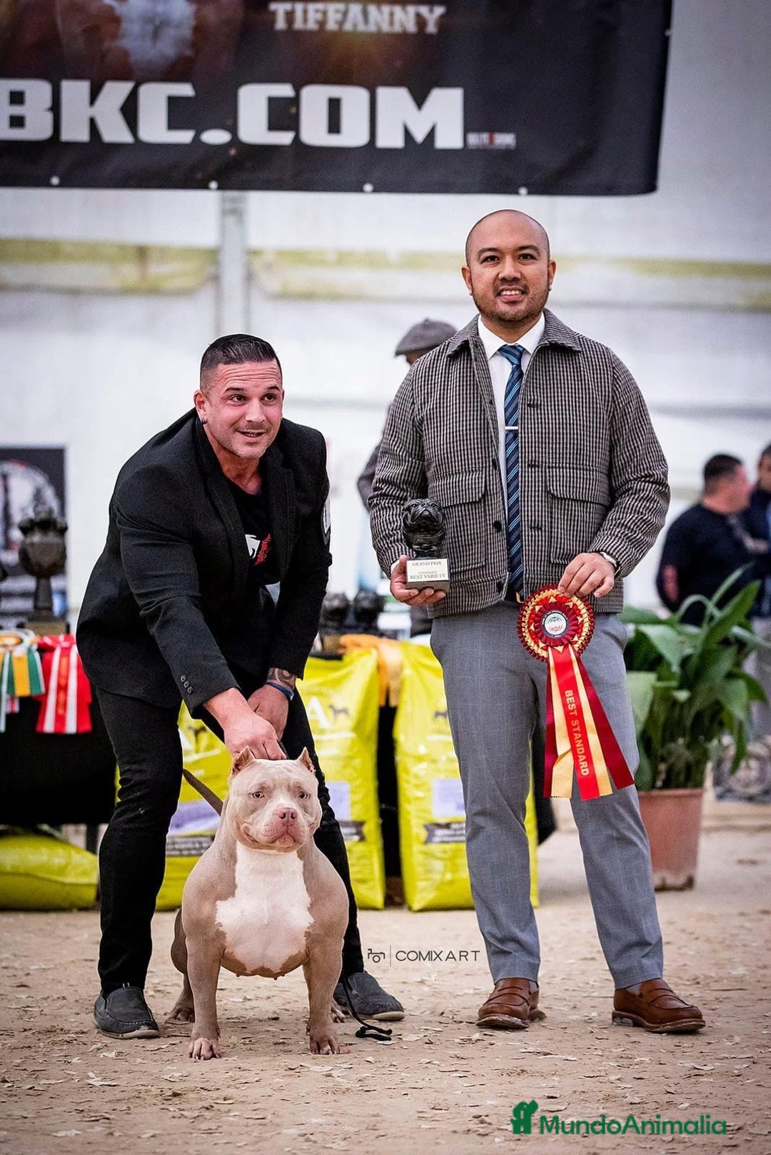 American Bully perros en venta: Cachorros American Bulli  - Imagen 9