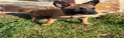 Pastor Belga Malinois perros en venta: Pasator Belga Malinois - Anuncio 3