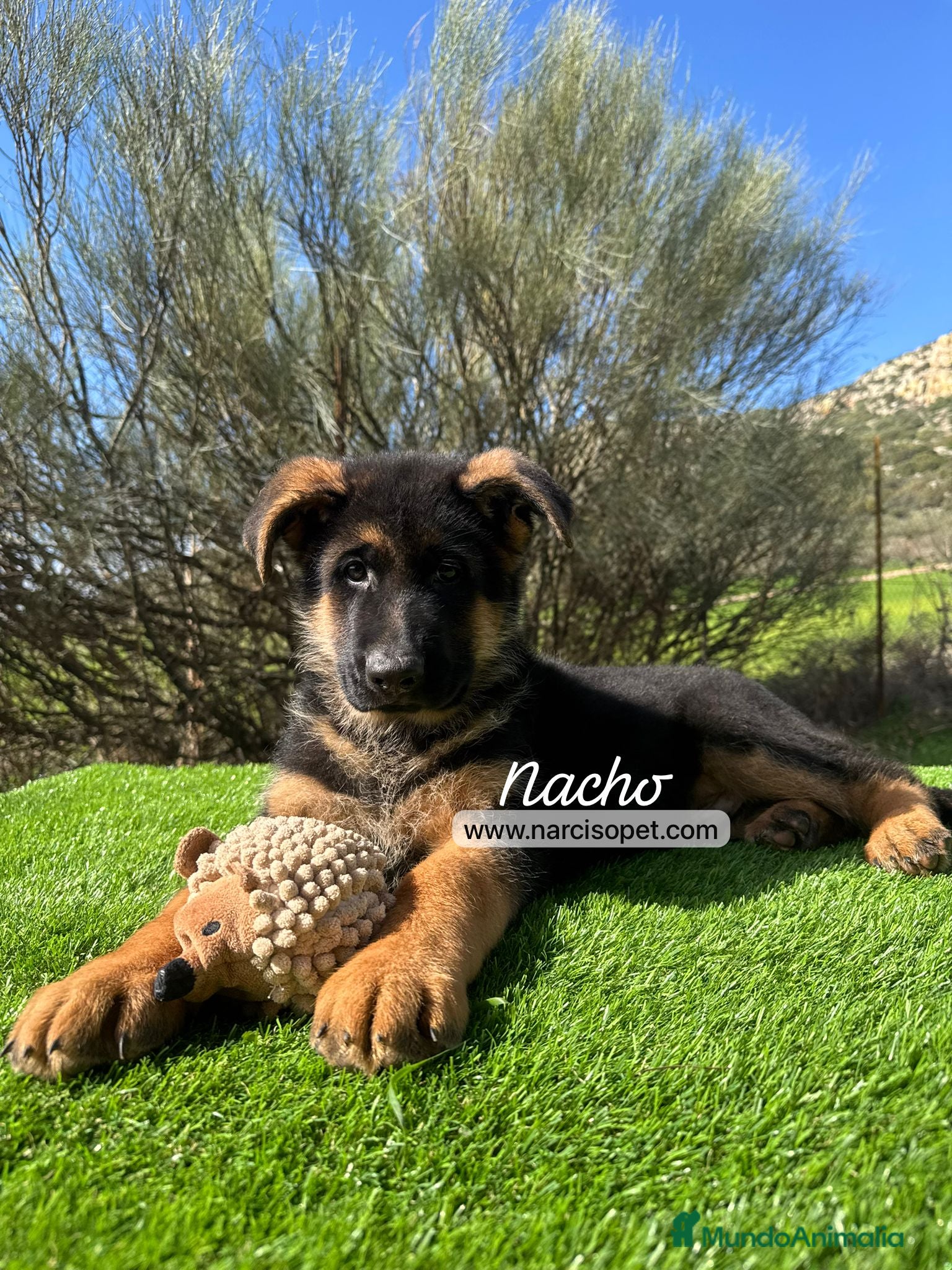 Pastor Alemán perros PASTOR ALEMAN MACHO - Anuncio 1