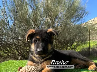 Pastor Alemán perros PASTOR ALEMAN MACHO - Anuncio 1