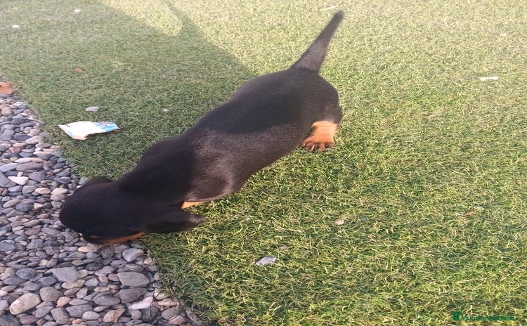 Teckel Miniatura perros en venta - Anuncio 3