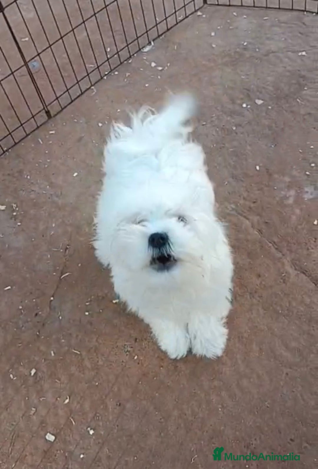 Bichón Maltés perros en venta: Bichon maltés 6 meses  - Anuncio 9