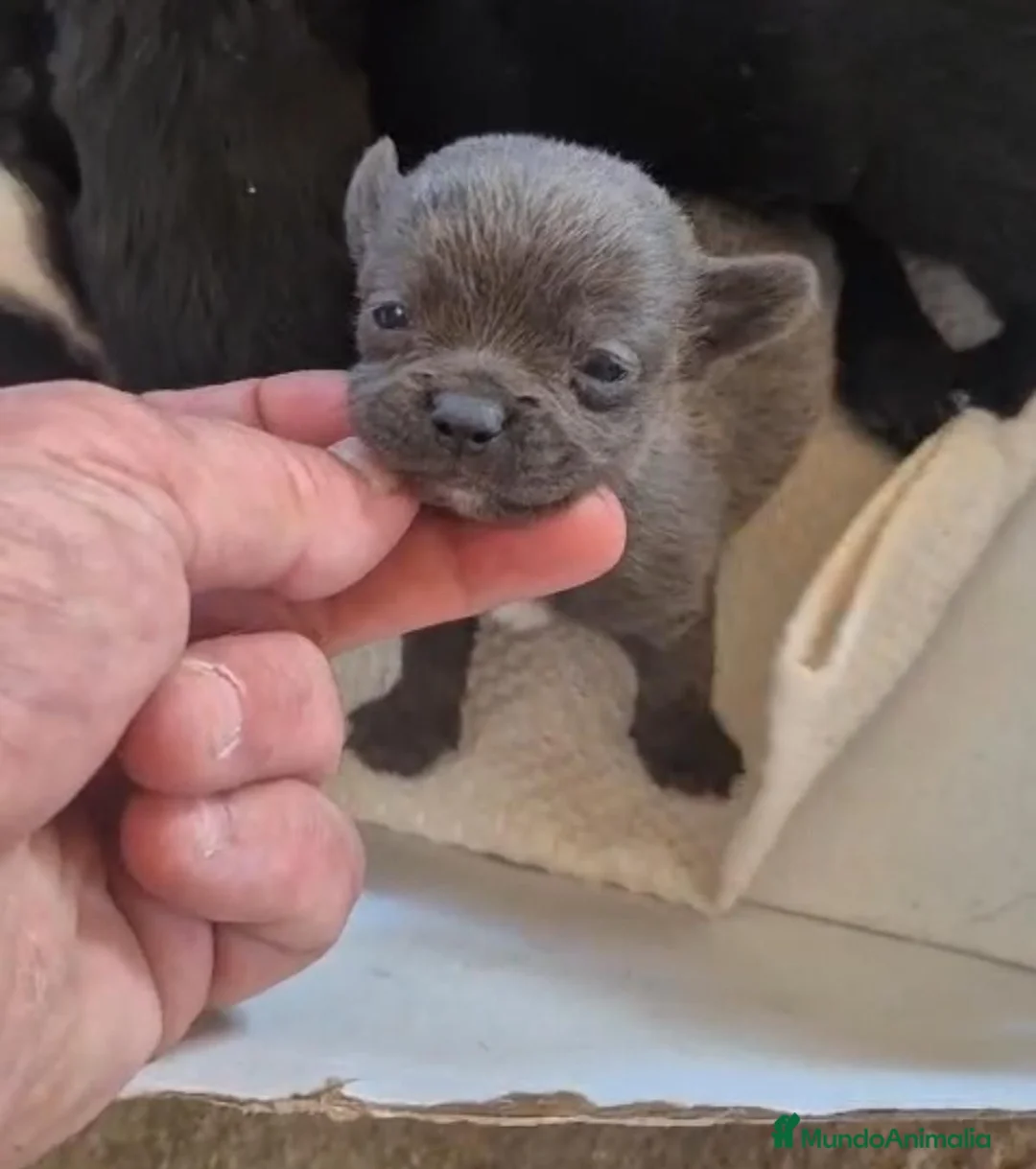 Chihuahua perros en venta: Chihuahua - Anuncio 7