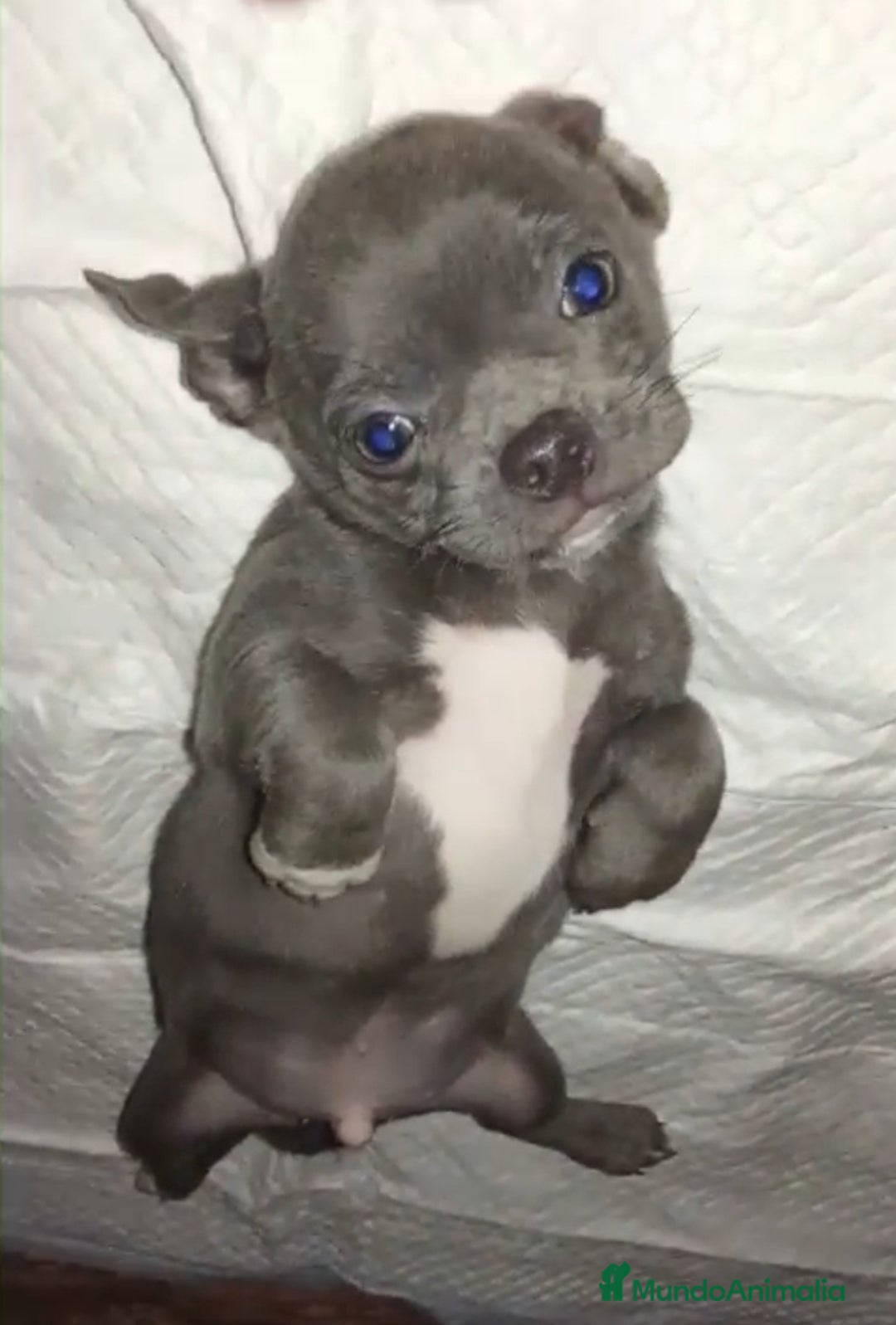 Chihuahua perros en venta: Chihuahua  - Anuncio 3