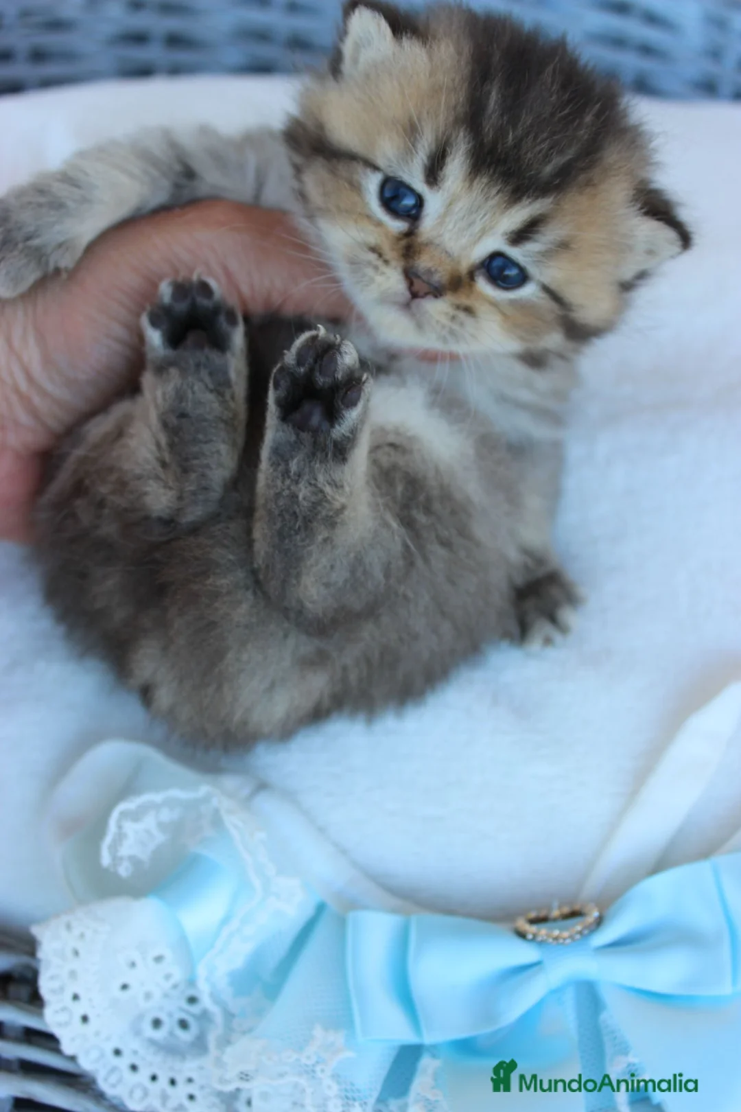 Británico de Pelo Corto gatos en venta: Camada de Britthis tabby chocolate golden en Madrid - Anuncio 5