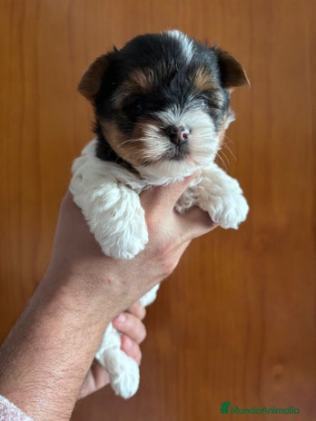 Biewer Yorkshire Terrier a la Pom Pon perros YORKSHIRE BIEWER - Anuncio 2