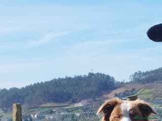 Border Collie perros Se venden cachorros border collie - Anuncio 9