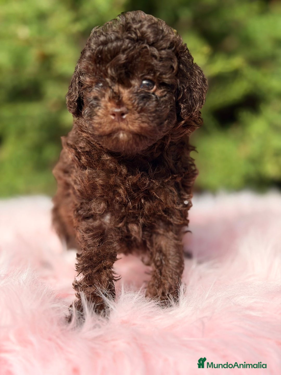 Maltipoo perros en venta: MALTIPOO TOY CHOCOLATE - Anuncio 2