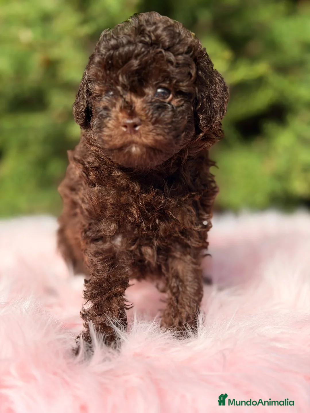Maltipoo perros en venta: MALTIPOO TOY CHOCOLATE - Anuncio 2