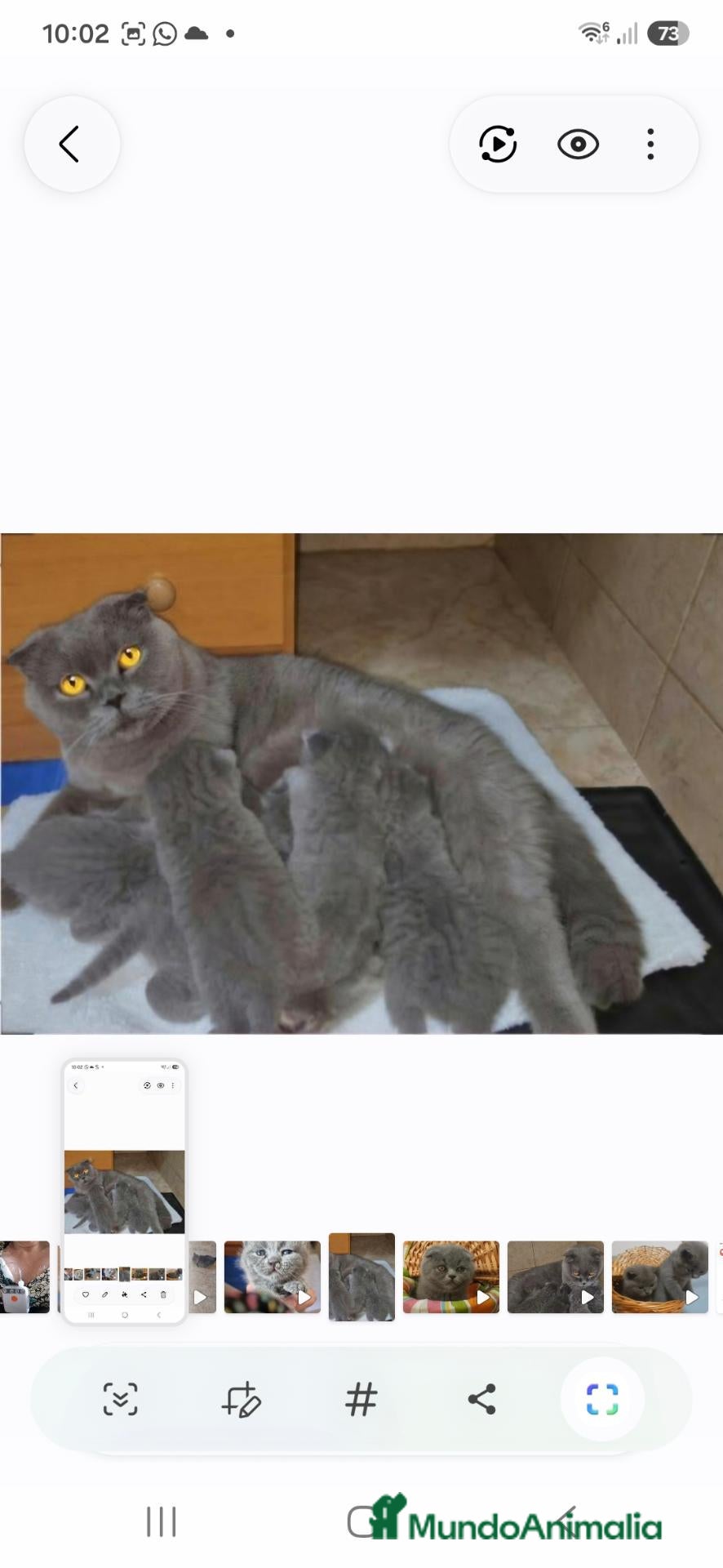 Británico de Pelo Corto gatos GATOS BRITANICO PELO CORTO  (SCOTTISH FOLD) - Anuncio 9