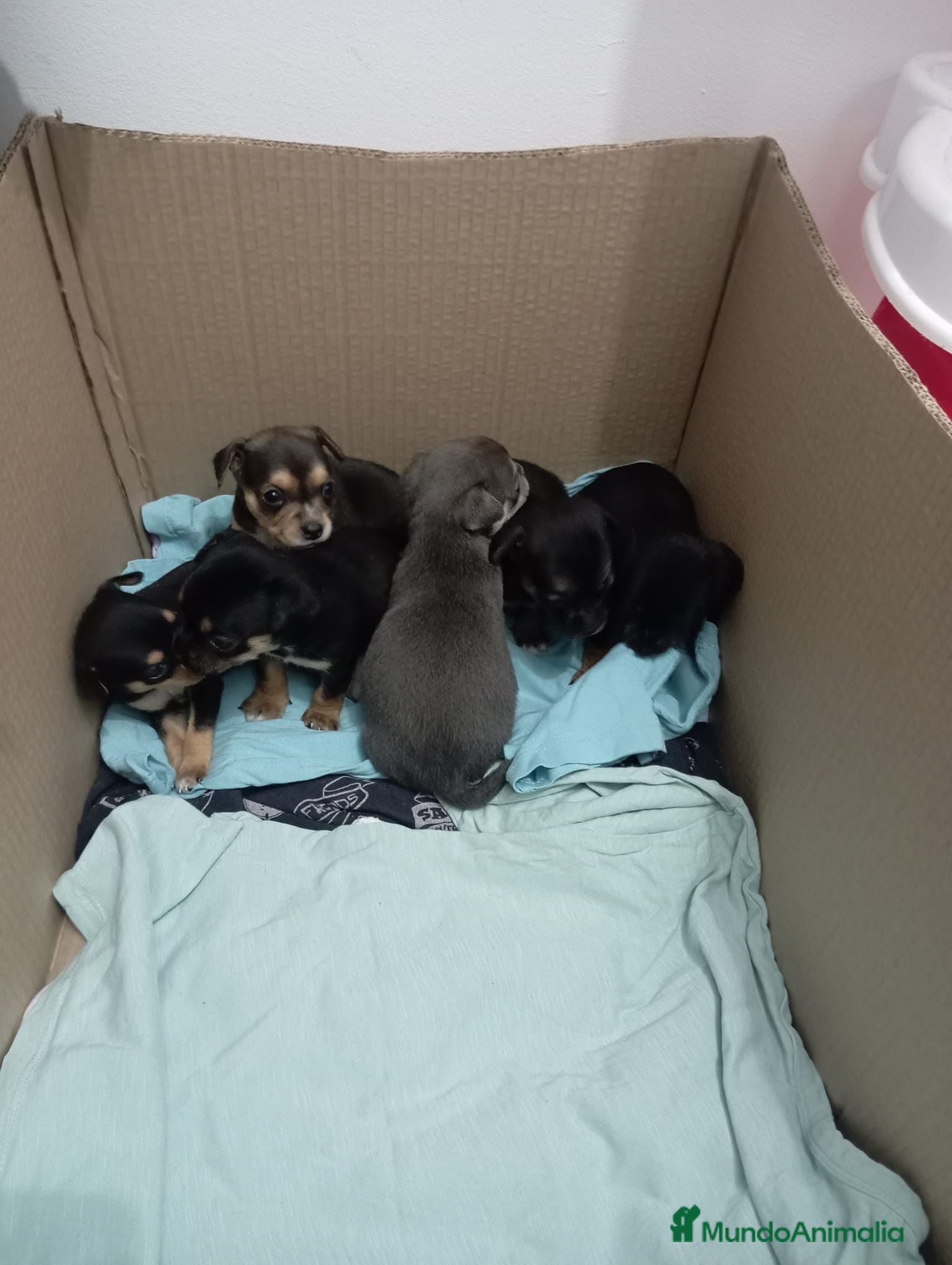 Pinscher Miniatura perros Pinscher miniatura  - Anuncio 2