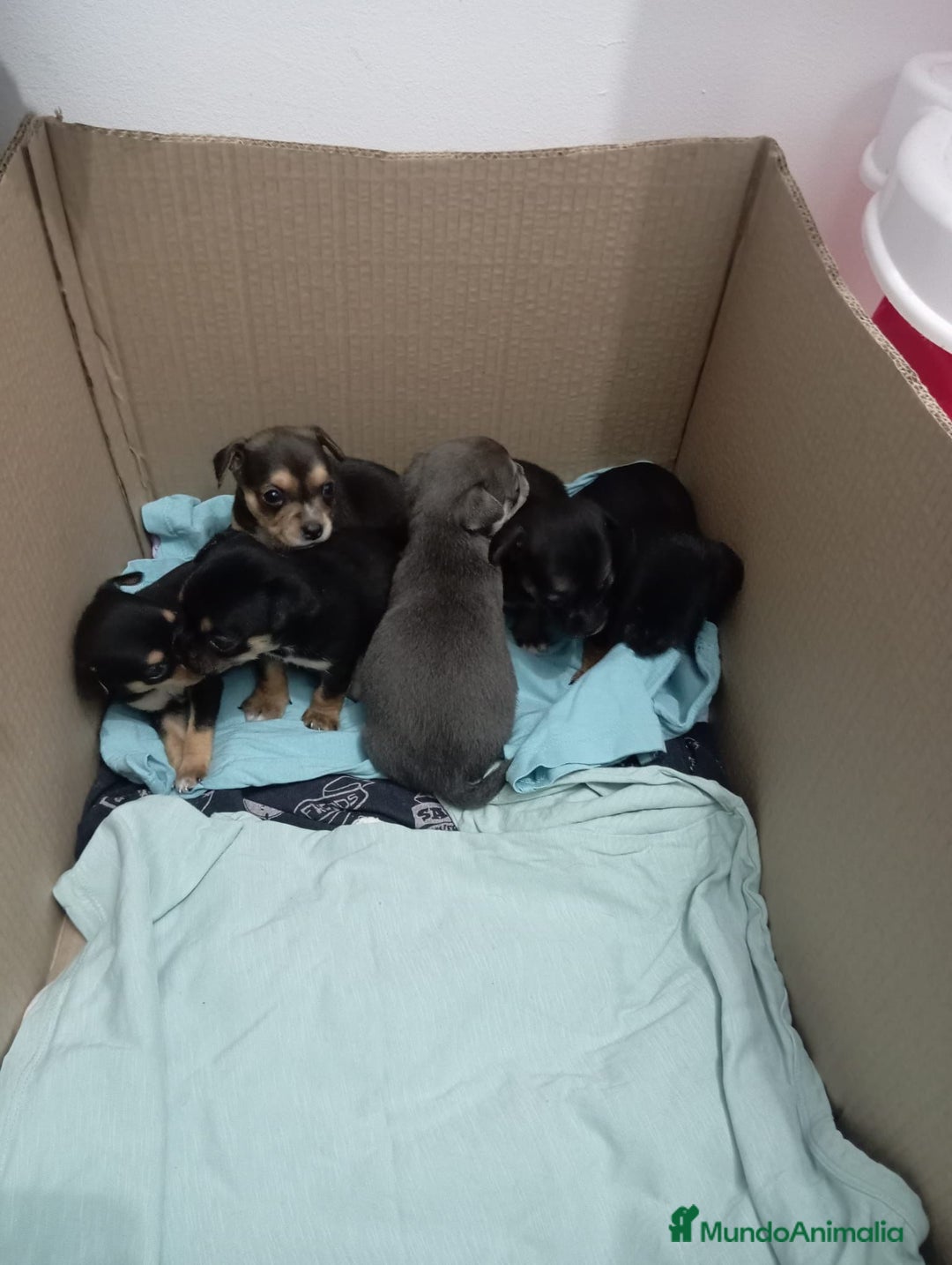 Pinscher Miniatura perros en venta: Pinscher miniatura  - Anuncio 1