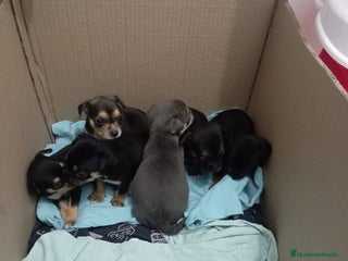 Pinscher Miniatura perros Pinscher miniatura - Anuncio 2