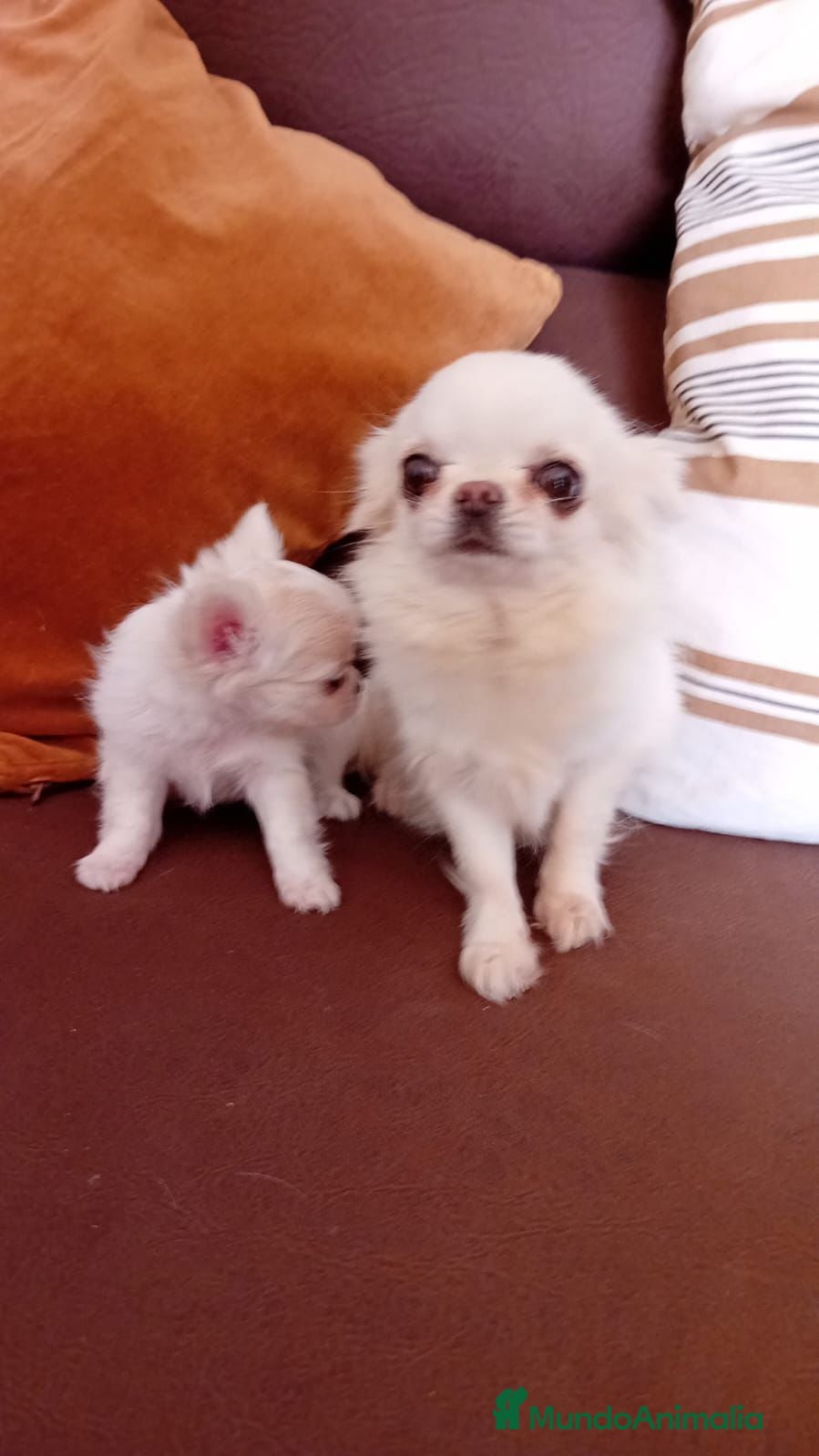Chihuahua perros Chihuahua mini - Anuncio 4