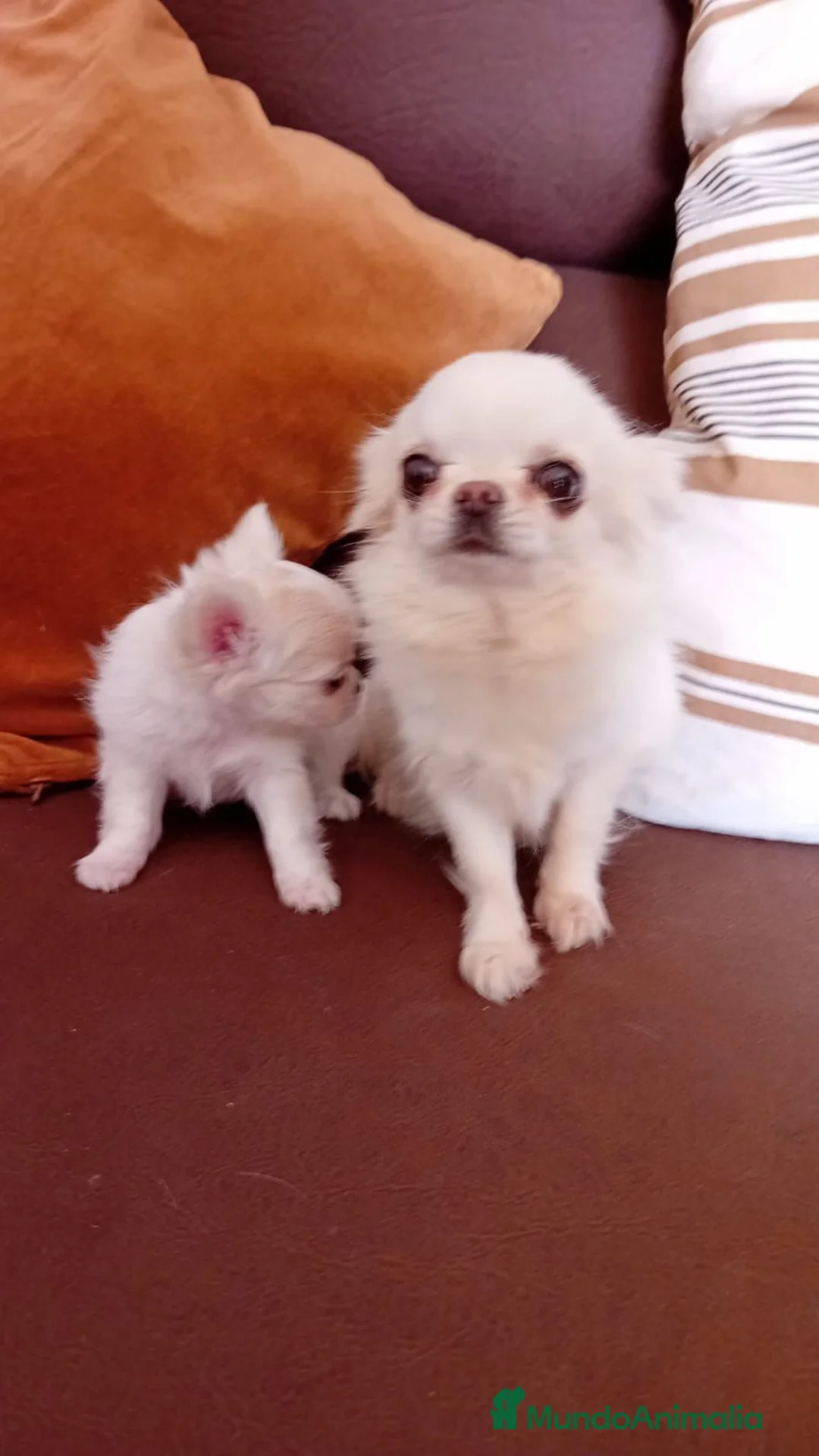 Chihuahua perros en venta: Chihuahua mini - Anuncio 1