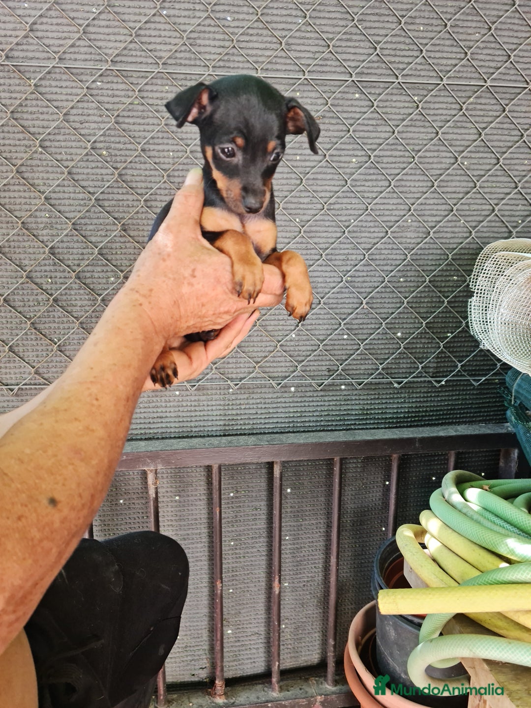 Ratón de Praga perros en venta: Raton de praga - Imagen 16