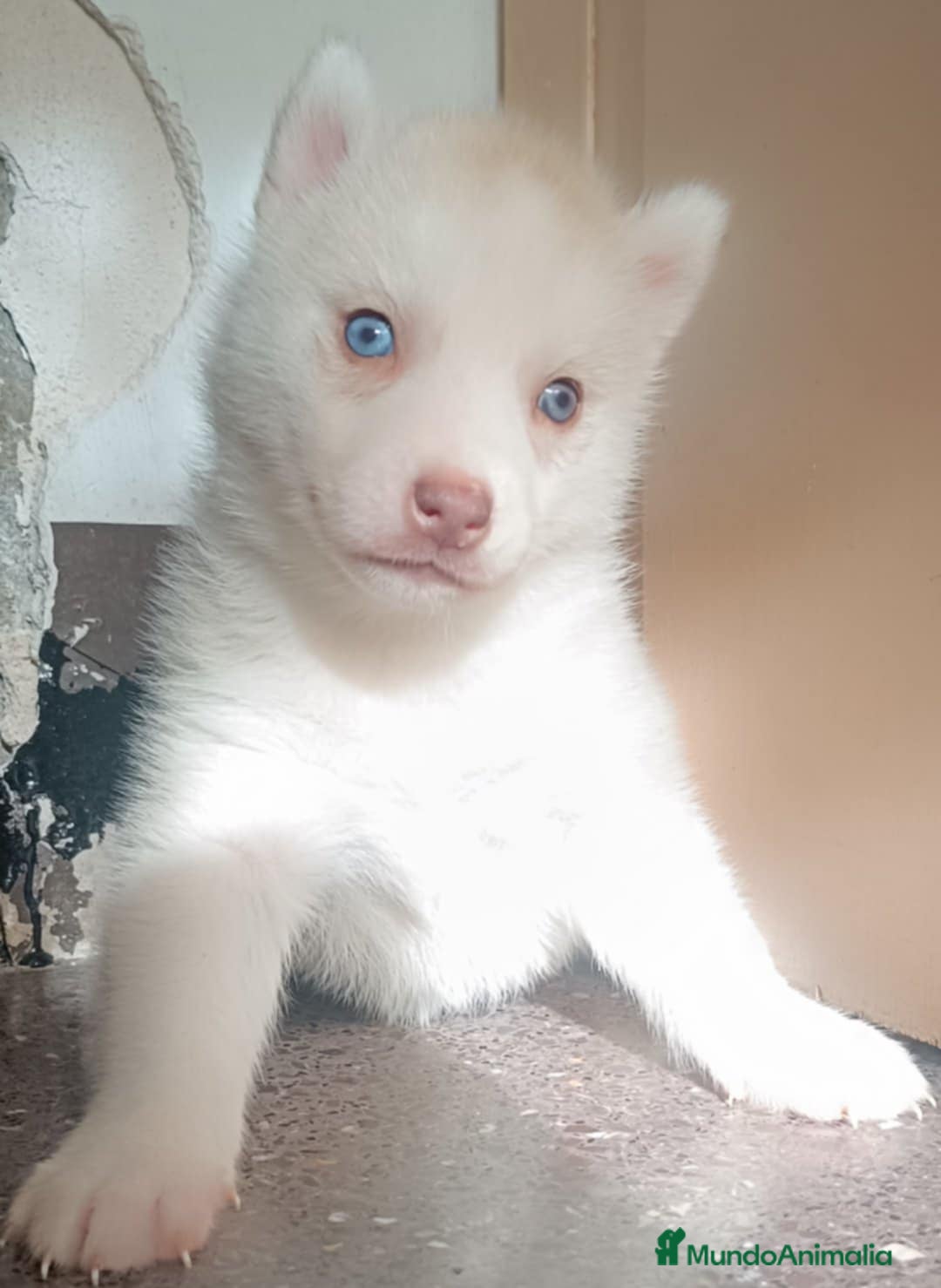 Husky Siberiano perros en venta: Camada husky siberiano  - Anuncio 1