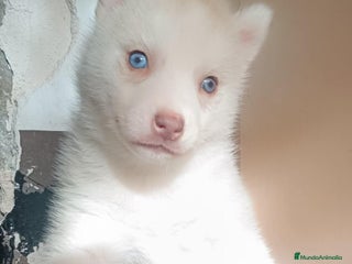 Husky Siberiano perros Camada husky siberiano - Anuncio 18