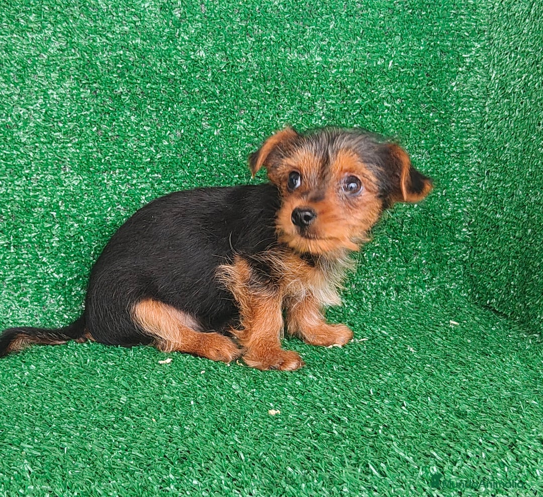 Yorkshire Terrier perros en venta: Yorkshire terrier  - Anuncio 3