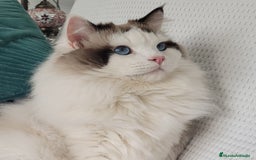 Ragdoll gatos en venta: Ragdolls - Imagen 6