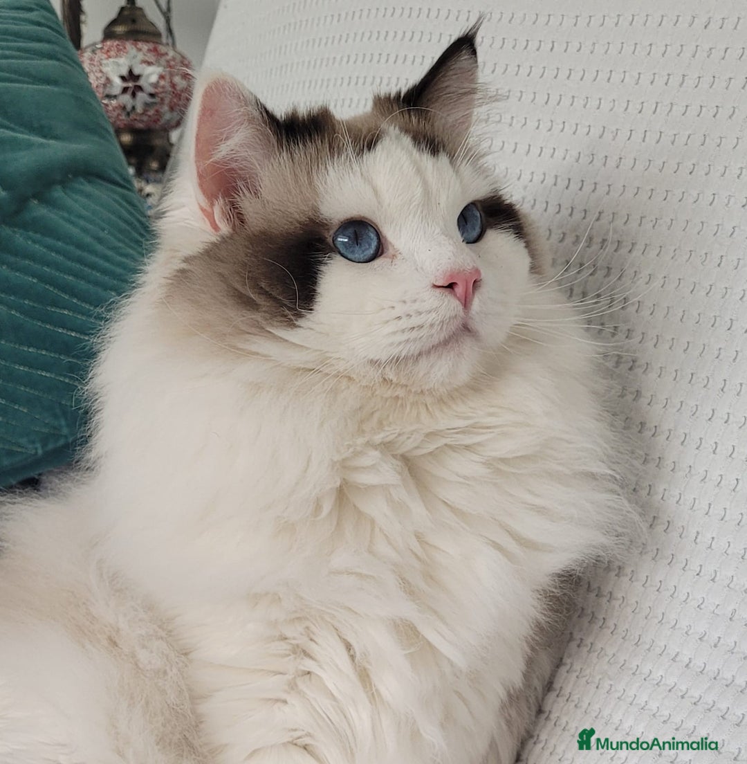 Ragdoll gatos en venta: Ragdolls - Imagen 6