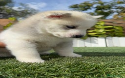 Husky Siberiano perros en venta: HUSKY SIBERIANO - Anuncio 3