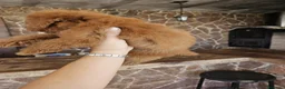 Caniche Toy perros en venta: Machito caniche precio real en Valencia - Anuncio 7