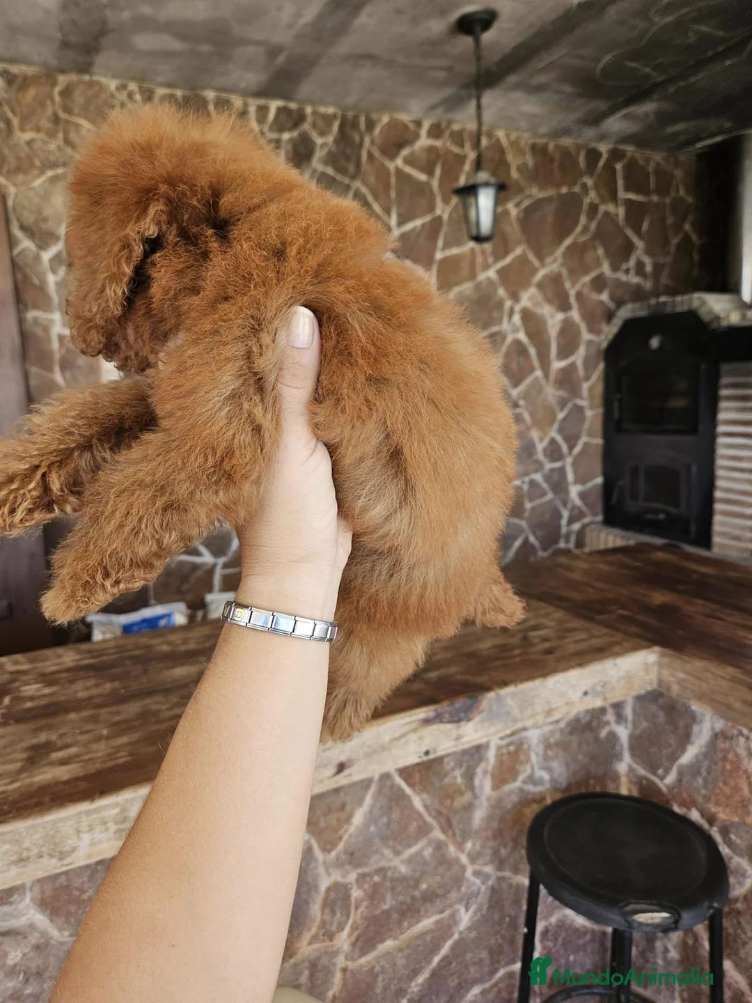 Caniche Toy perros en venta: Machito caniche precio real en Valencia - Anuncio 7