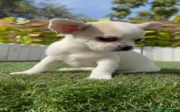 Chihuahua perros en venta: CHIHUAHUA MACHO - Imagen 19