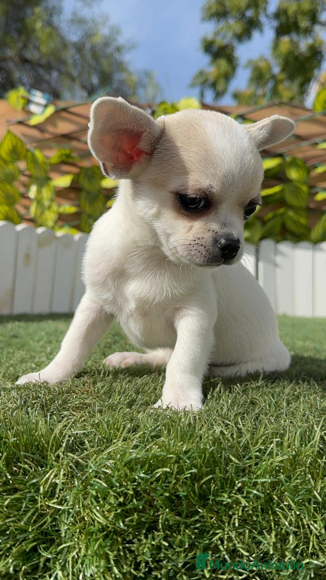 Chihuahua perros en venta: CHIHUAHUA MACHO - Imagen 19