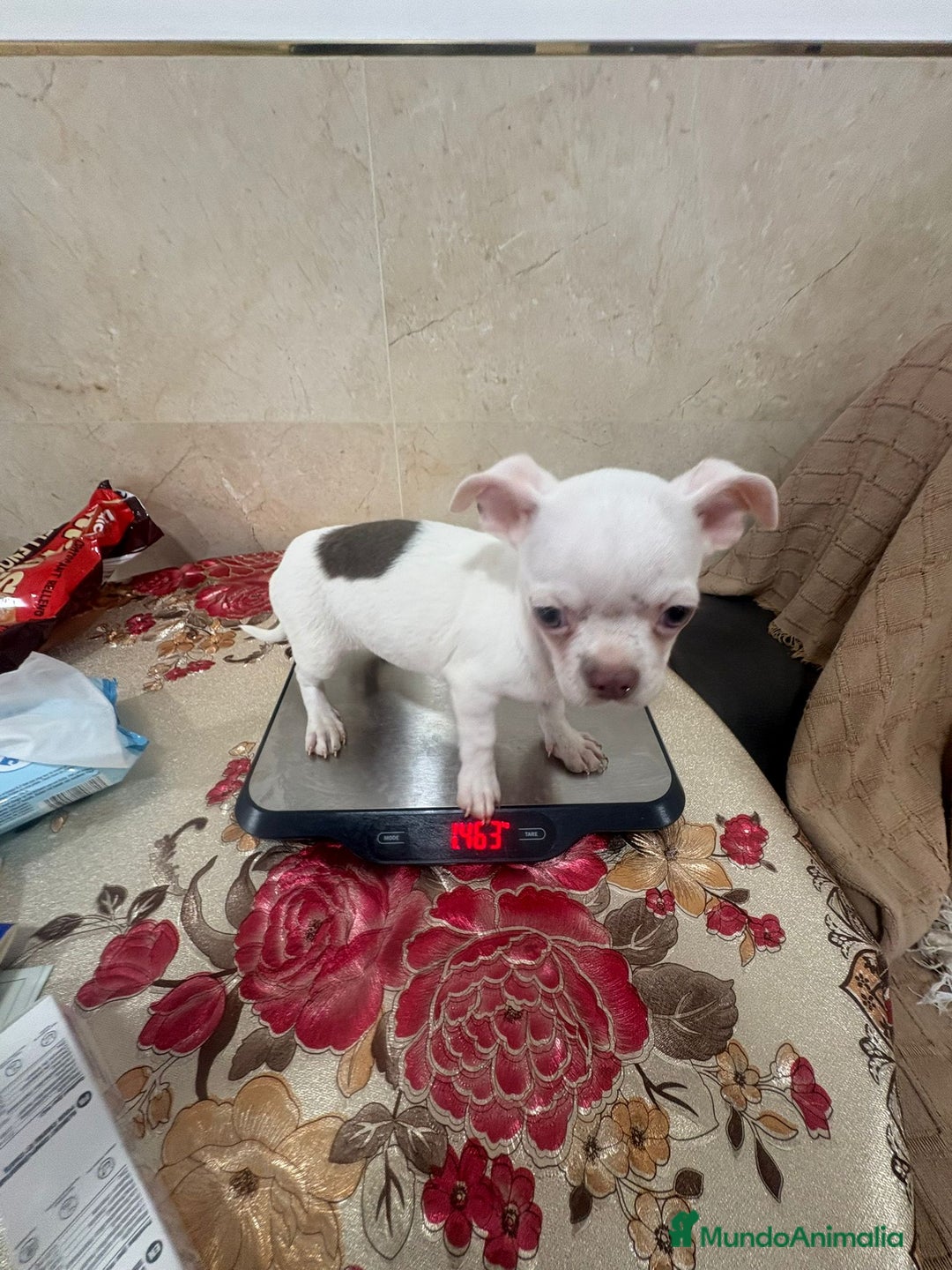 Chihuahua perros en venta: Chihuahua toy  - Anuncio 7