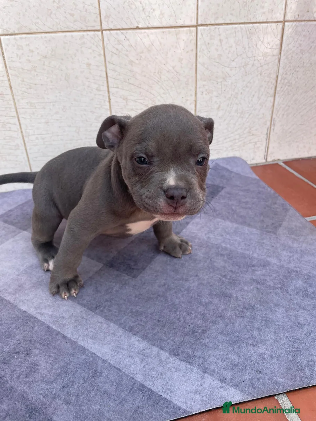American Staffordshire-Terrier perros en venta: American Stanford Macho - Anuncio 3