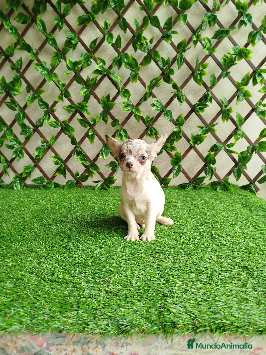 Chihuahua perros en venta: Chihuahua Toy merle - Anuncio 9