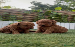 Caniche Toy perros en venta: CANICHE TOY - Imagen 6