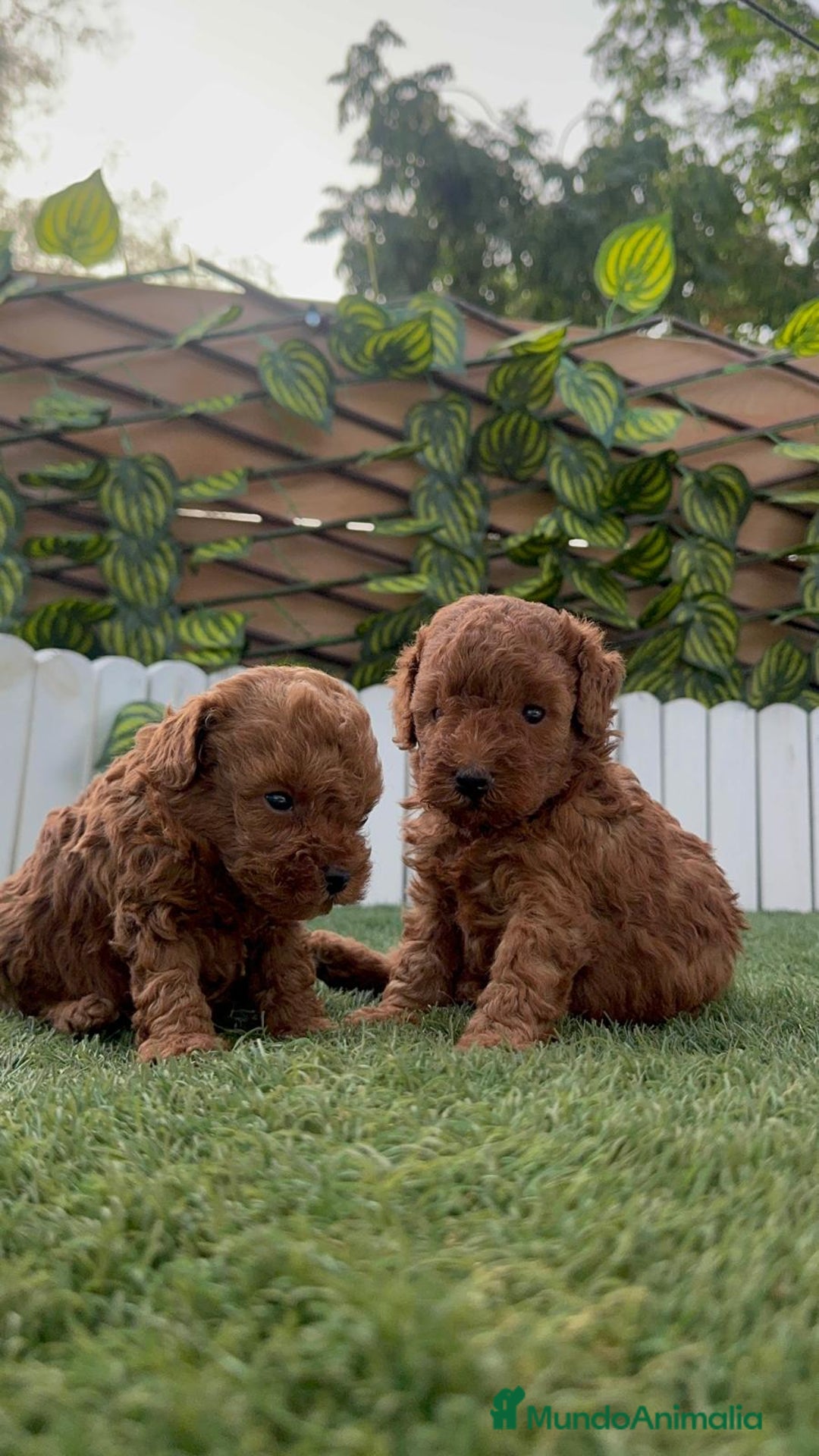 Caniche Toy perros en venta: CANICHE TOY - Imagen 6