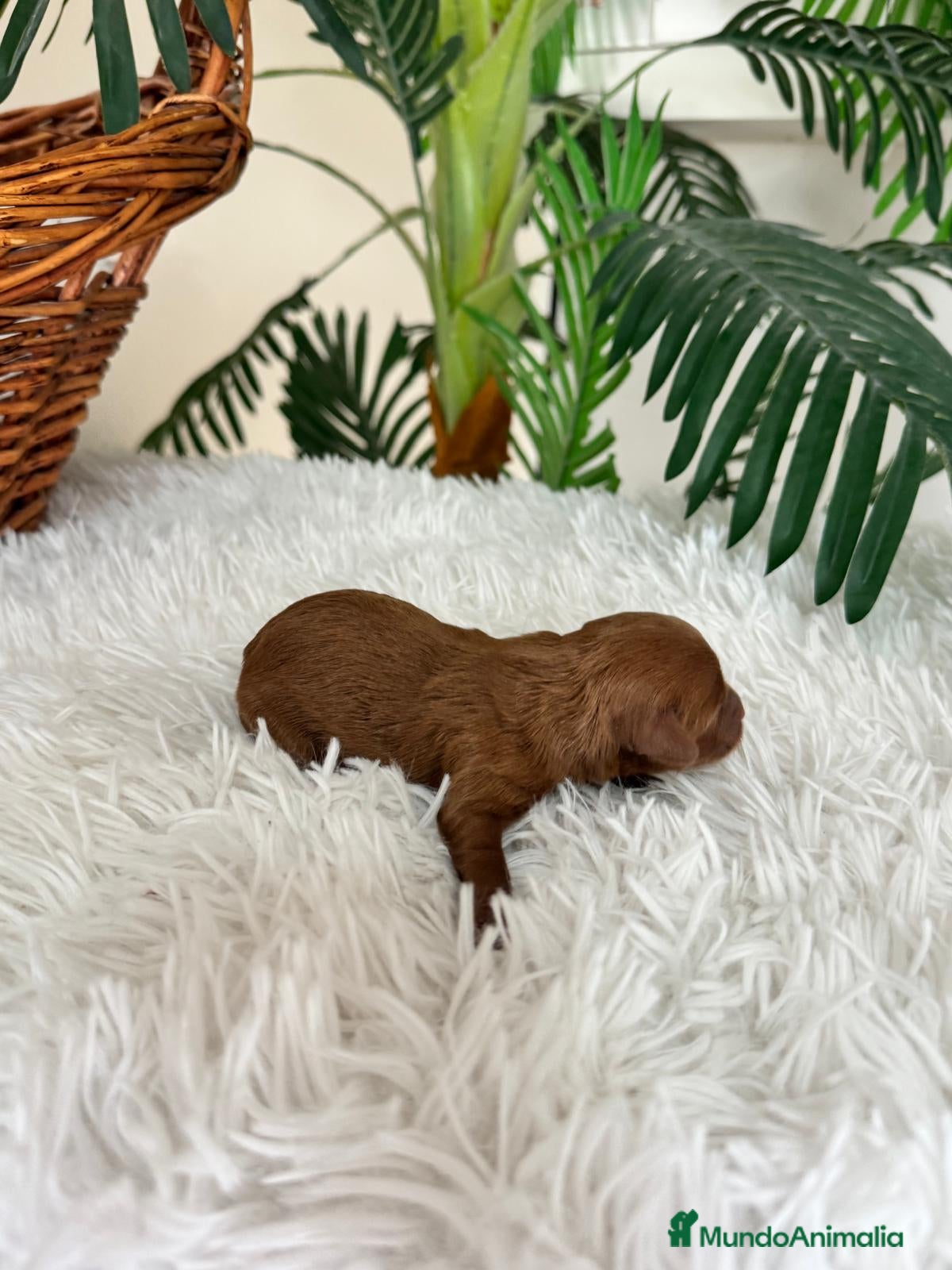 Maltipoo perros MALTIPO ROJO MACHO - Anuncio 2