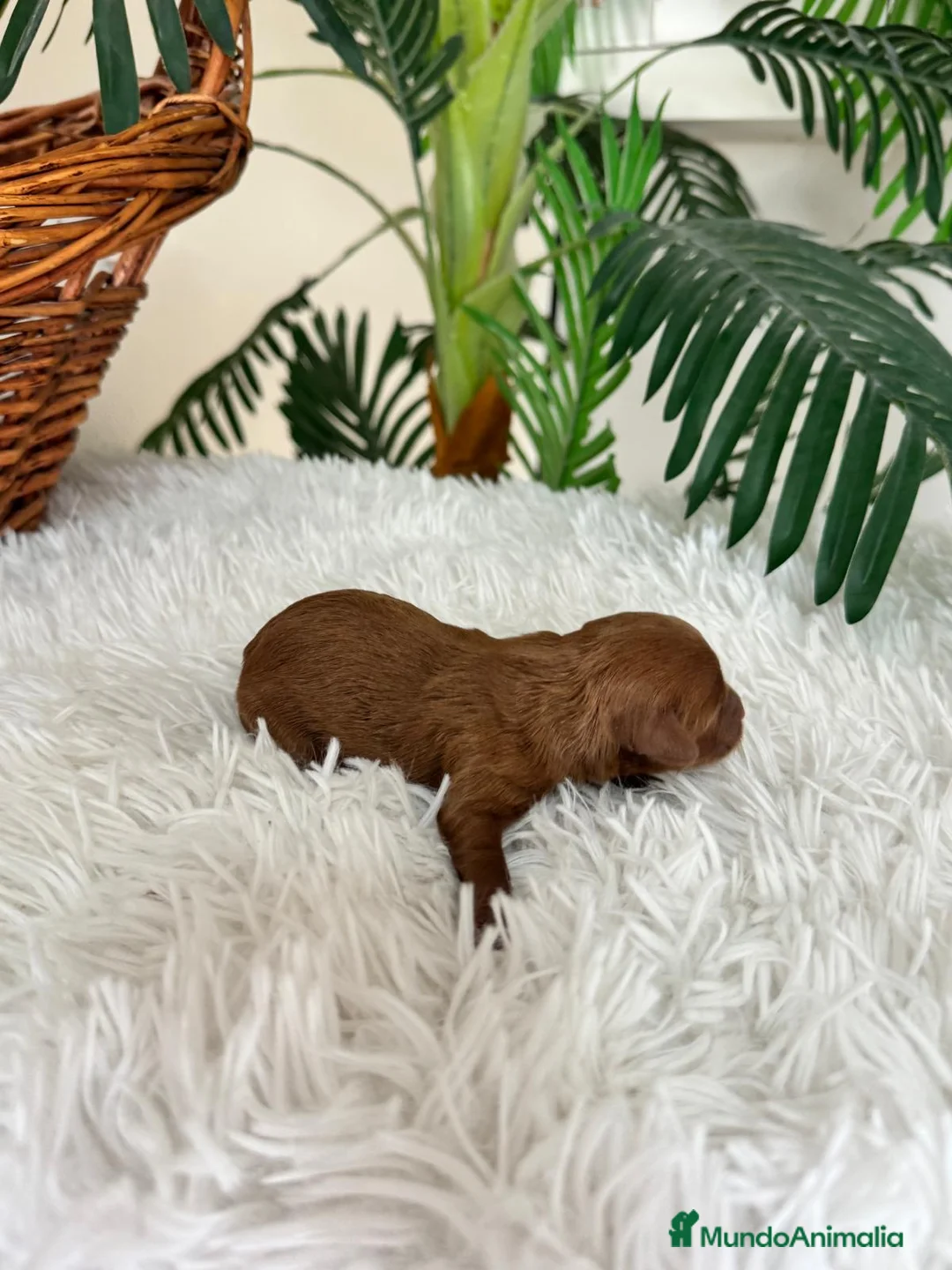 Maltipoo perros en venta: MALTIPO ROJO MACHO - Anuncio 1