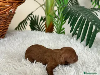 Maltipoo perros MALTIPO ROJO MACHO - Anuncio 2