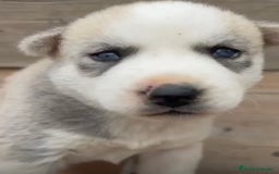 Husky Siberiano perros en venta: HUSKY  - Imagen 6