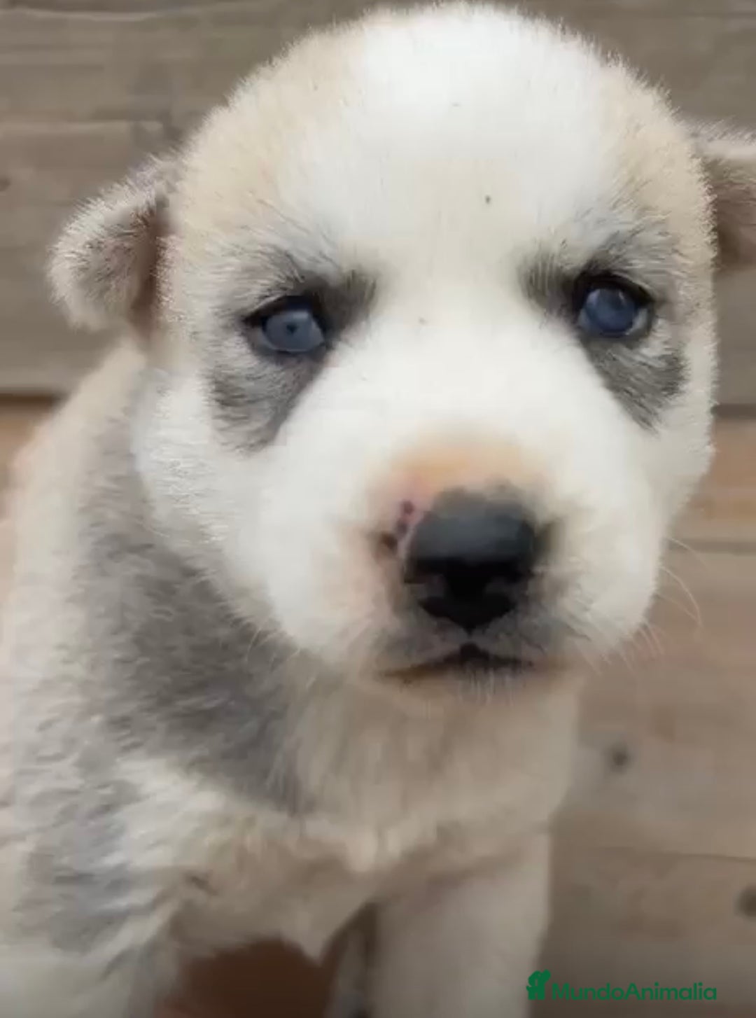 Husky Siberiano perros en venta: HUSKY  - Imagen 6