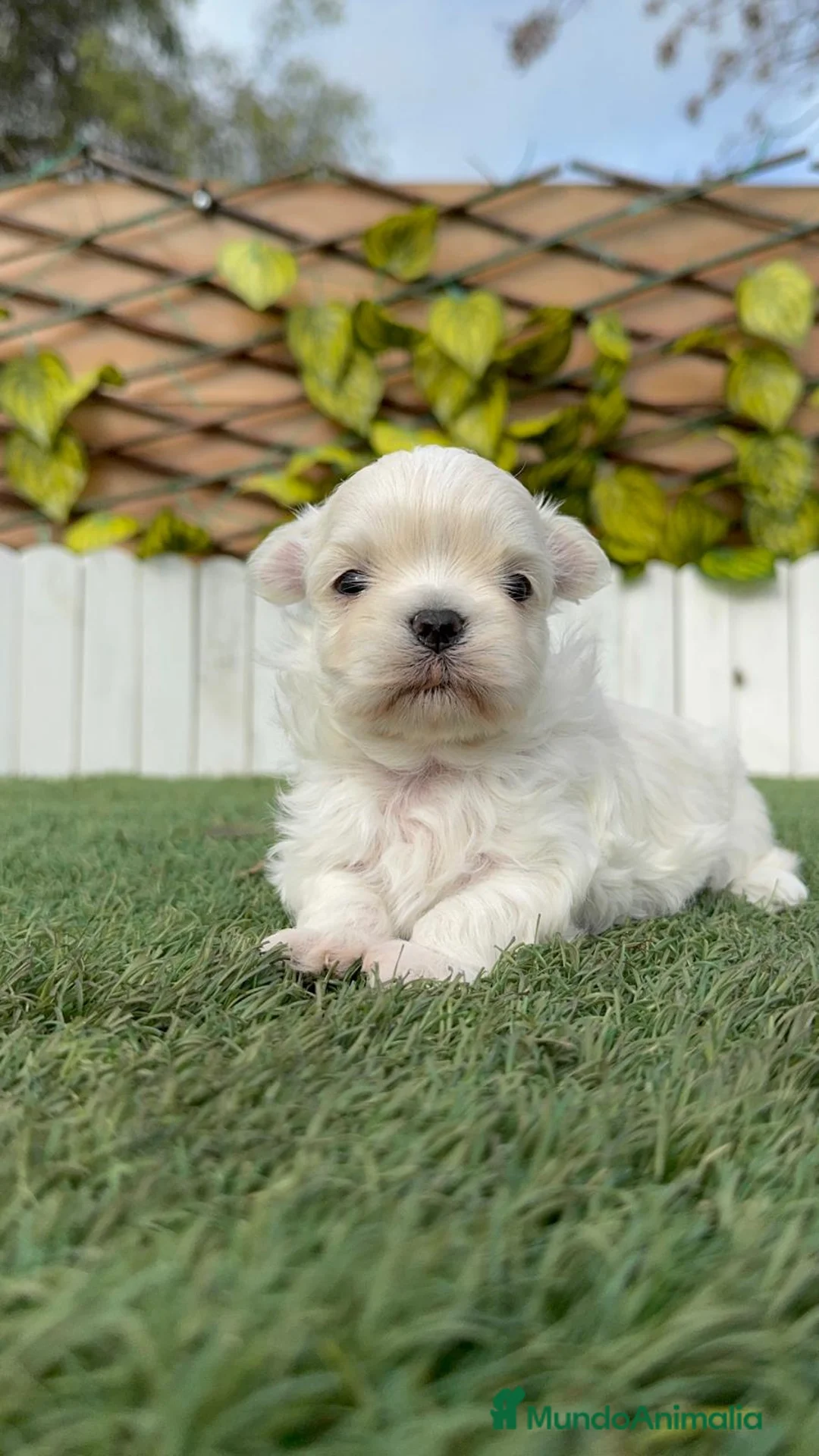 Bichón Maltés perros en venta: BICHON MALTES 100% TIPO COREANO - Anuncio 6