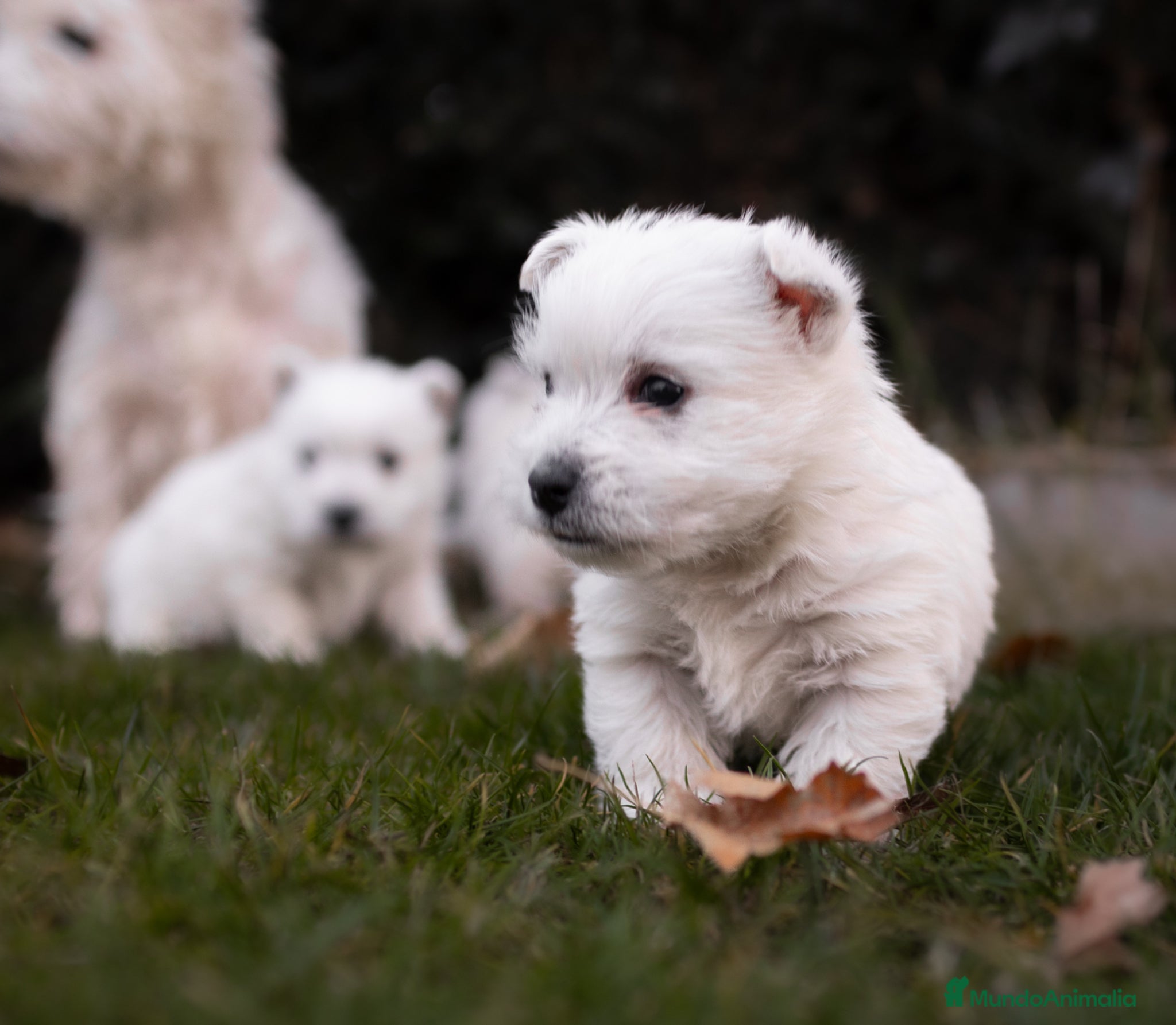 West Highland White Terrier perros Westy macho  - Anuncio 1