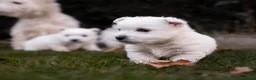 West Highland White Terrier perros en venta: Westy macho  - Anuncio 1