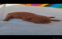 Caniche Toy perros en venta: Macho caniche toys  - Imagen 2