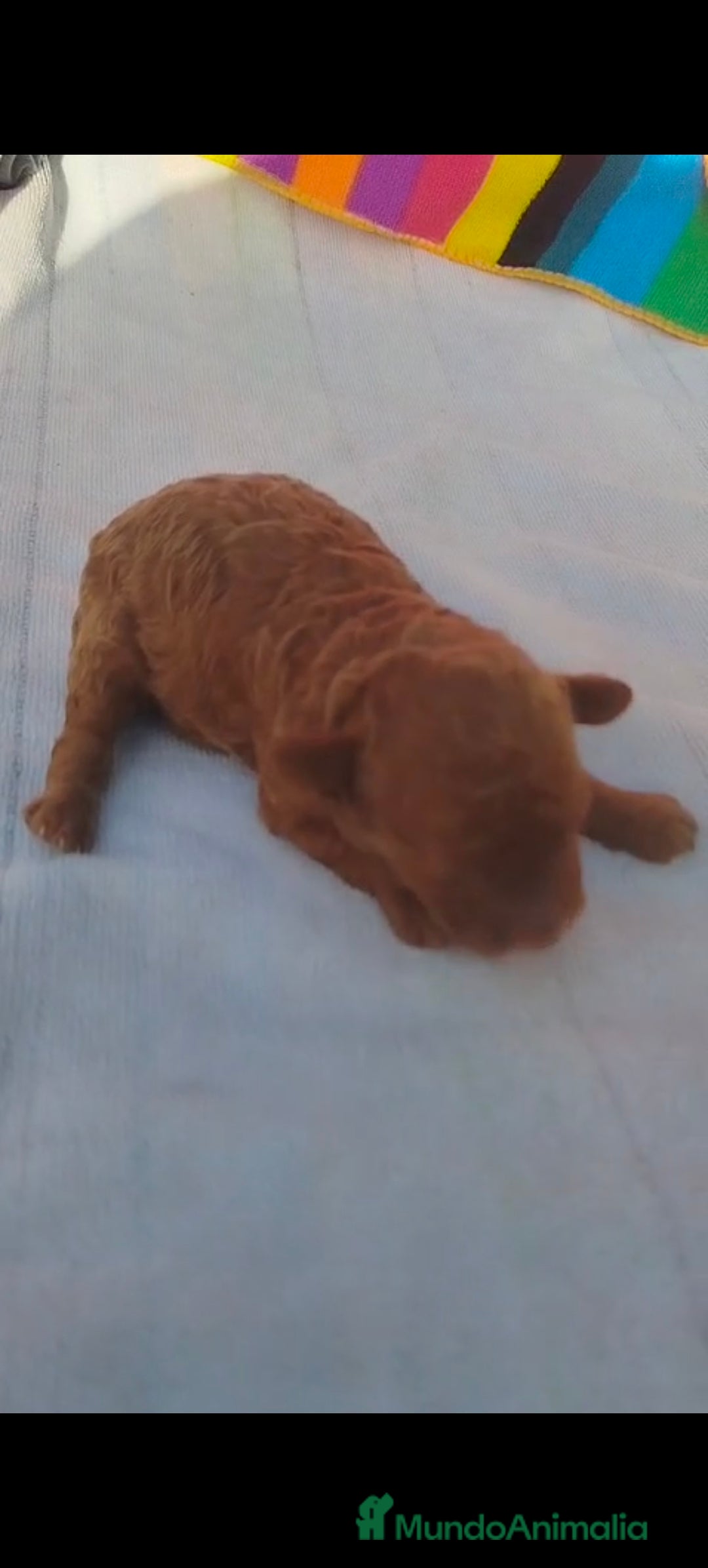 Caniche Toy perros en venta: Macho caniche toys  - Imagen 2