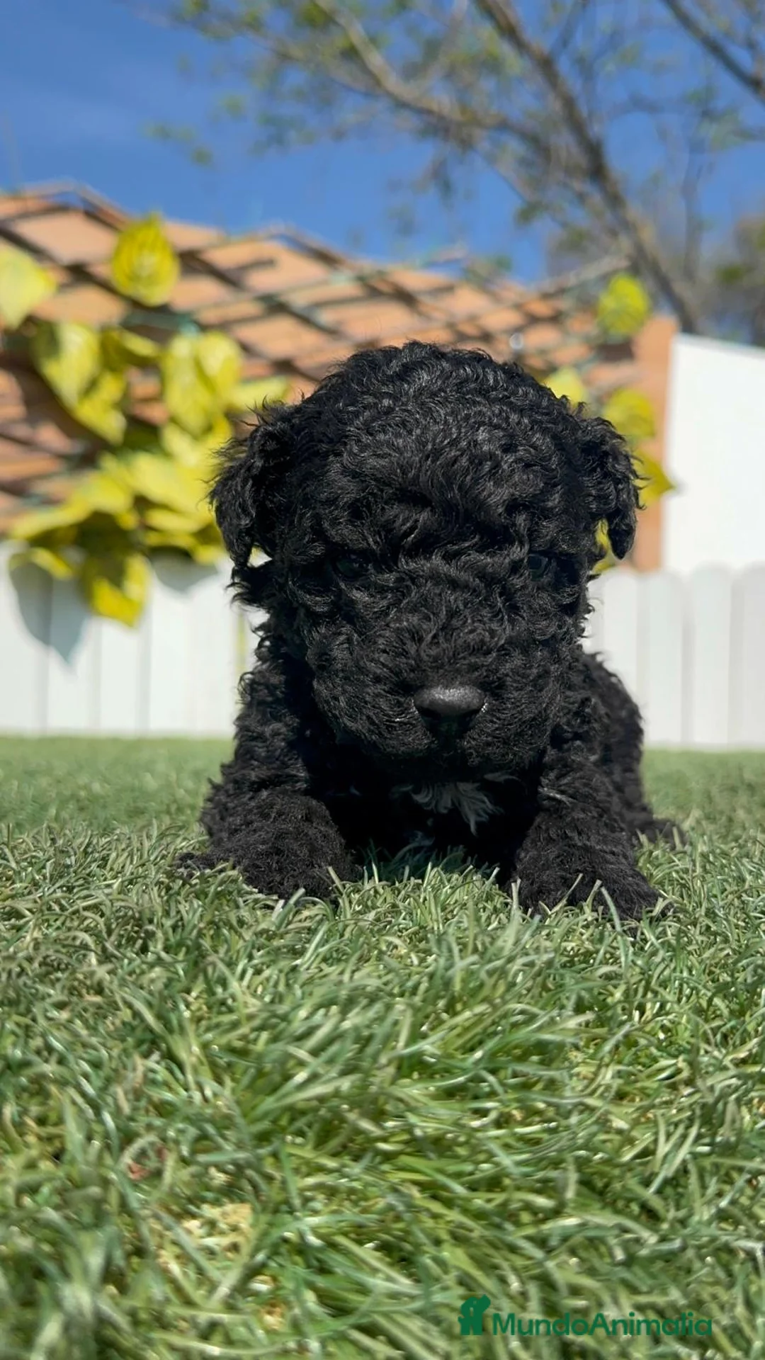 Perro de Agua Español perros en venta: PERRO DE AGUA ESPAÑOL - Anuncio 1