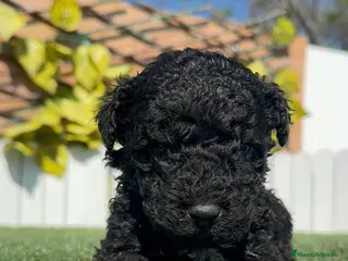 Perro de Agua Español perros PERRO DE AGUA ESPAÑOL - Anuncio 2