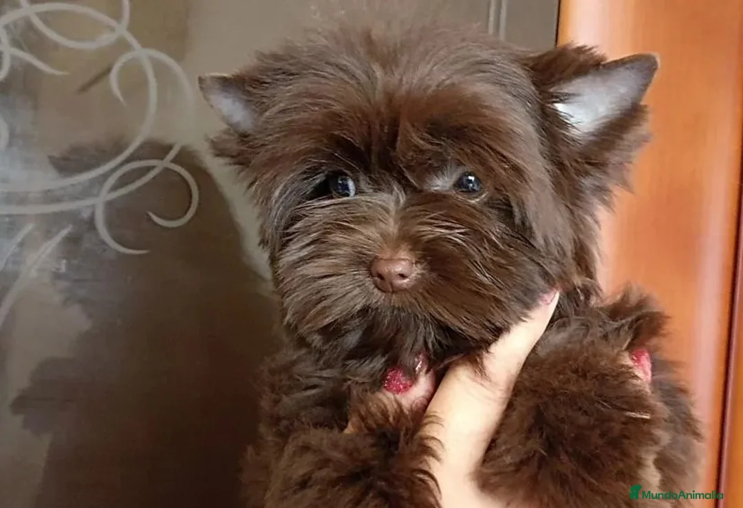 Yorkshire Terrier perros en venta: Exclusivo Yorkshire Chocolate Toy - Anuncio 1