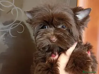 Yorkshire Terrier perros Exclusivo Yorkshire Chocolate Toy - Anuncio 1