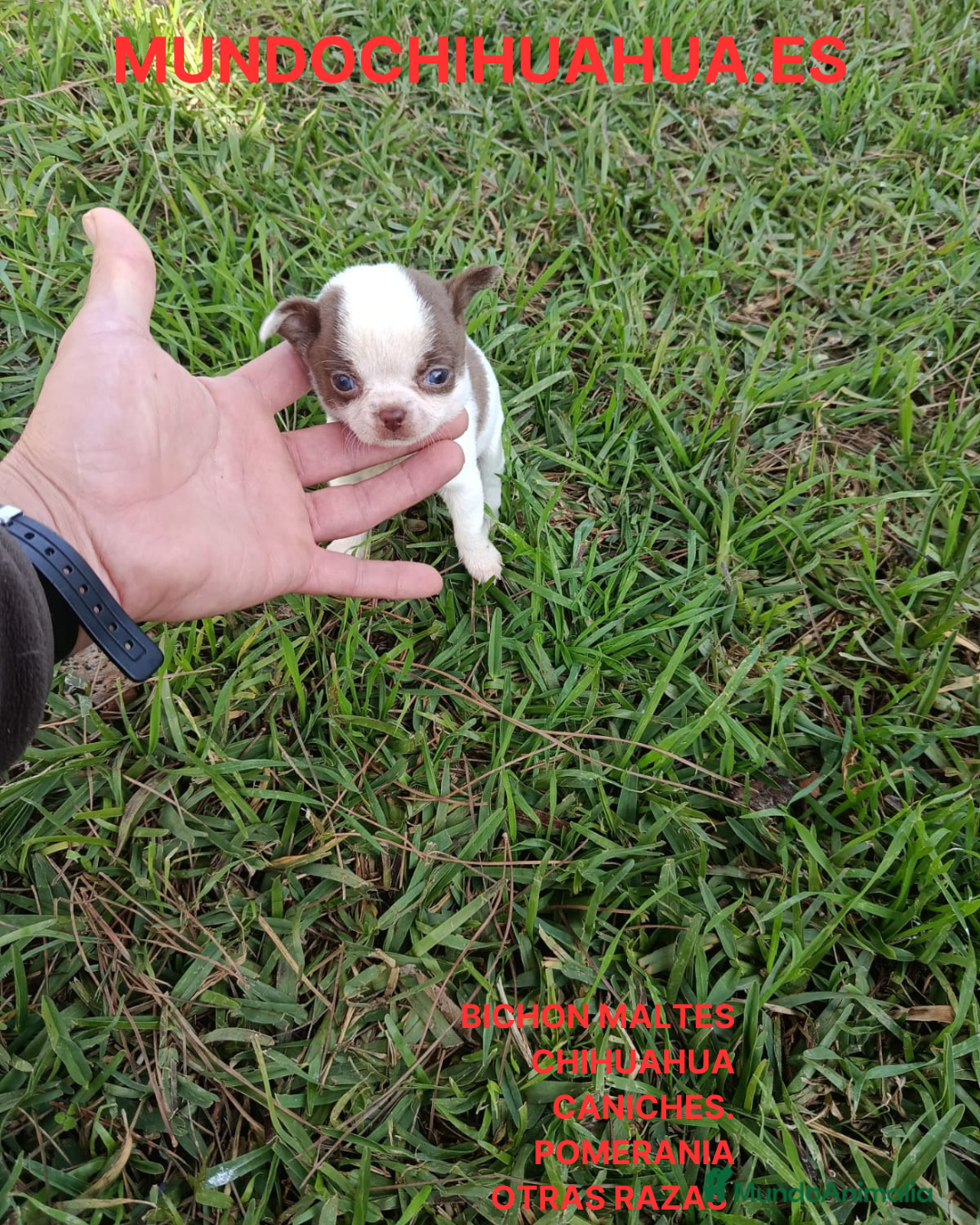 Chihuahua perros en venta: PRECIOSOS CHIHUAHUA RUSO Y ASIÁTICO   - Anuncio 15